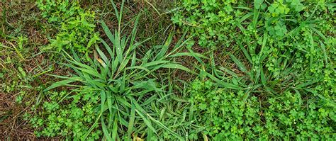 Grass or Lawn Weeds - How to Identify the Grassy Weeds in Your Lawn ...