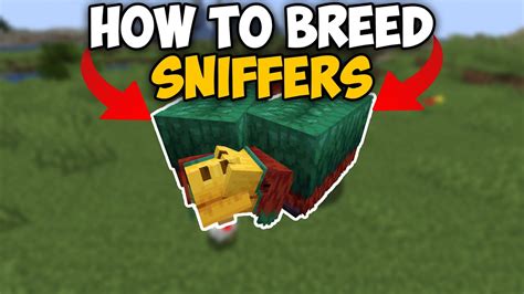 Minecraft How To Breed Sniffers 1 20 2 Youtube