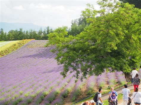 Furano Lavender Fields at Farm Tomita - Hokkaido in July