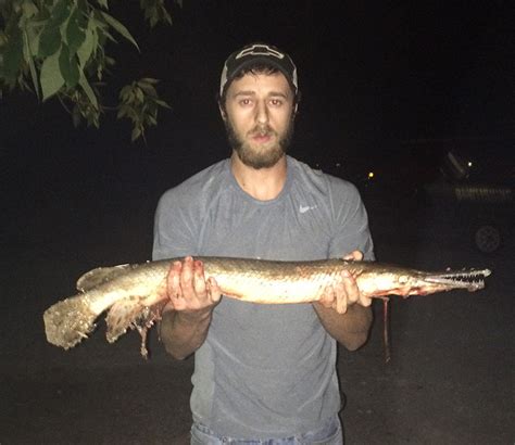 Shortnose Gar Bowfishing Association Of America