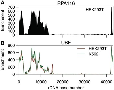 Chip Seq Analysis Of Pol I And Ubf A Chip Seq Profile Of The Rpa116