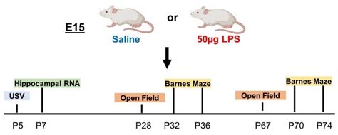 Ijms Free Full Text Intrauterine Inflammation Leads To Select Sex