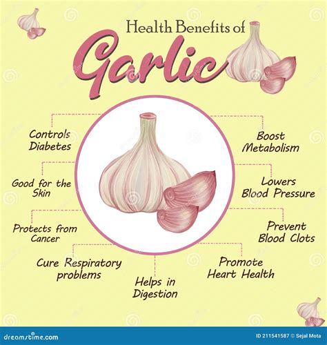 Health Benefits Of Garlic Healthy Heart Garlic Illustration Stock