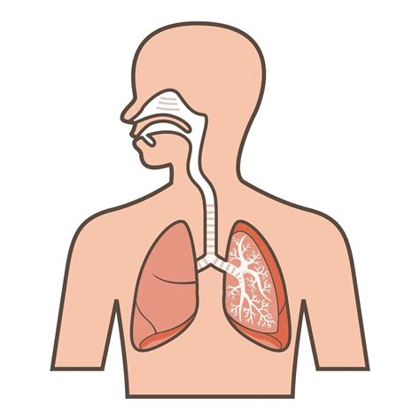 Respiratory System Diagram Quizlet