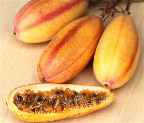 Passiflora Mollissima Banana Passionfruit Edible Passion Fruit Seed