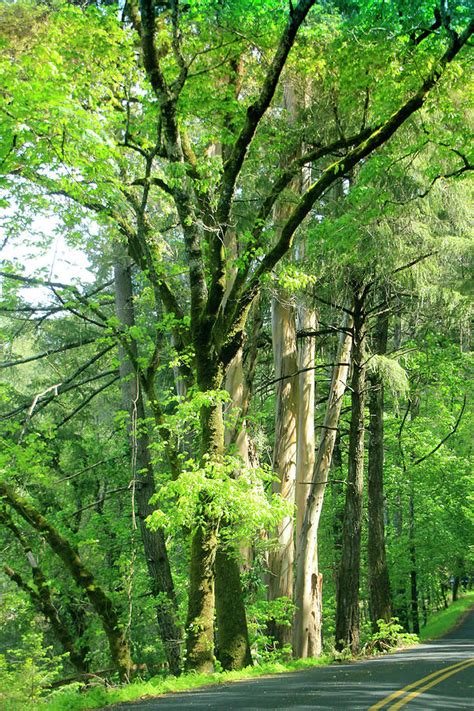 Tree Lined Road Photograph By Pauline Darrow Fine Art America