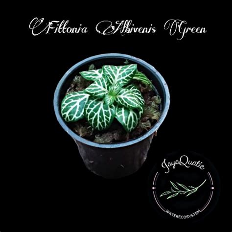 Jual Fittonia Albivenis Green Tanaman Hias Paludarium Terrarium