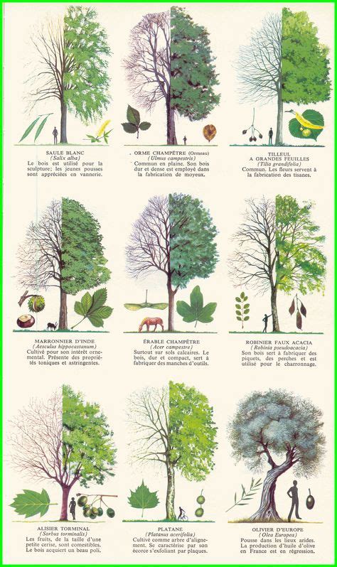 80 idées de Reconnaitre les arbres en 2021 reconnaitre les arbres