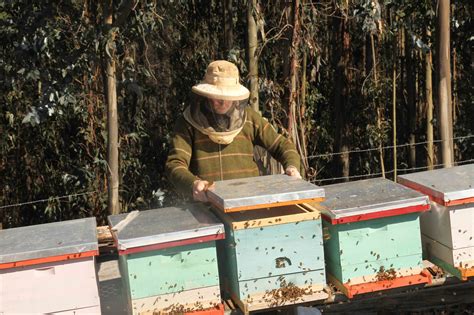 Para Cuidar A Abejas Sobrevivientes De Incendios Forestales Apicultores