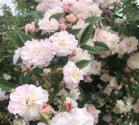 Siluetta Sweet Climbing Rose Litre Stewarts Garden Centre