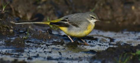 Favourite Puddle Grey Wagtail In A Regular Hauntbarons Aidanos