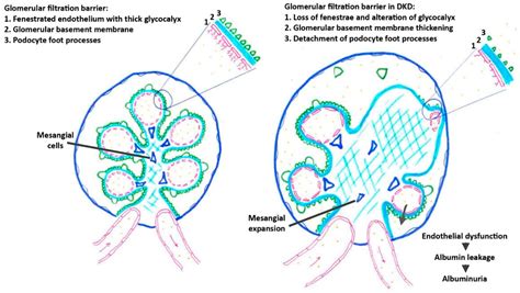 Glomerular Filtration Barrier