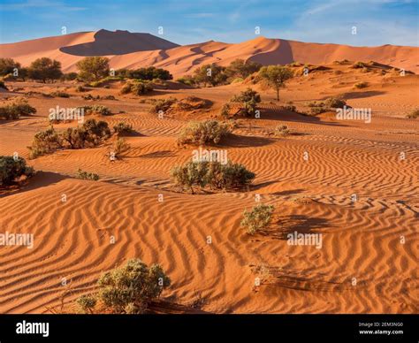 The Red Windswept Sand Of Sossusvlei In The Namib Desert Namibia Where Deep Rooted