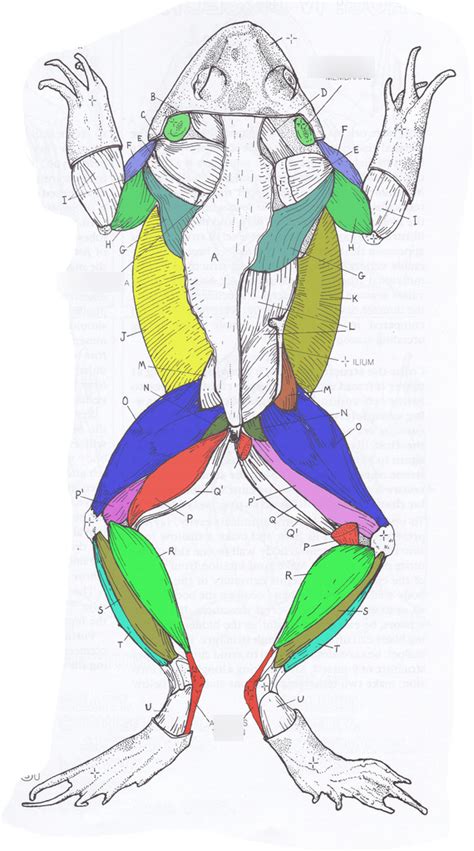 Frog Muscles Labeled Muscle Anatomy Frog Drawing Anatomy Images And