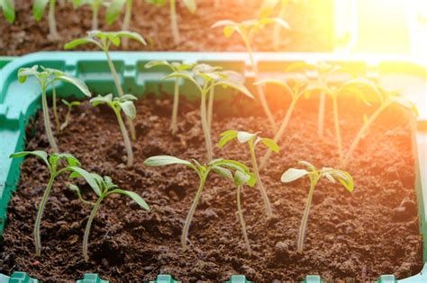 Preparação de mudas germinadas para a estação de verão da dacha de