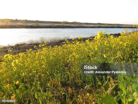 Jepang Maret Bunga Canola Di Tepi Sungai Edogawa Saat Matahari Terbenam