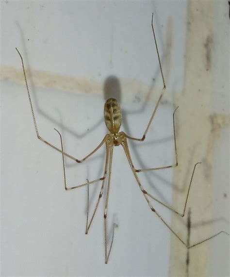 Araña De Patas Largas Pholcus phalangioides EcoRegistros