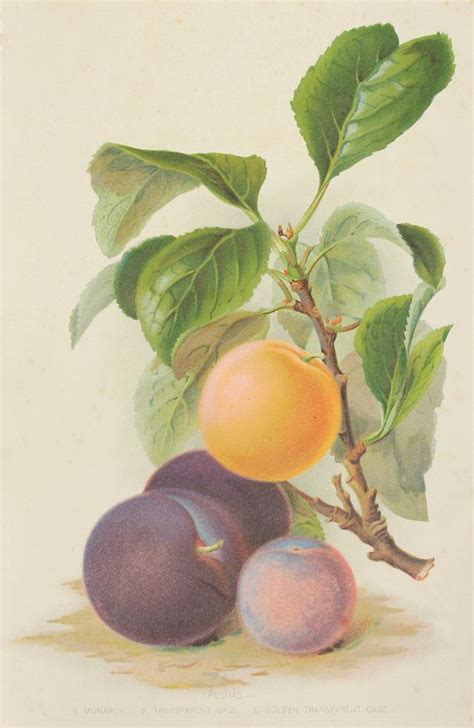 Genuine 1890 Antique Plums And Gages Plate Colour Fruit Print Vintage