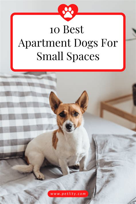 best dogs for apartments Apartment Dogs Breeds, Best Apartment Dogs ...