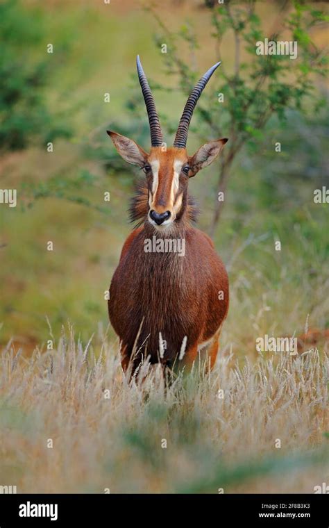 Roan Antelope Hippotragus Equinus Savanna Antelope Found In West