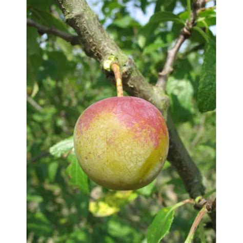 Jardin Potager Fruitiers Et Agrumes Prunier Reine Claude Dor E Ab