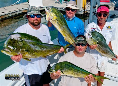 Dolphin Fishing Is Slamming Off Key West Key West Fishing Report