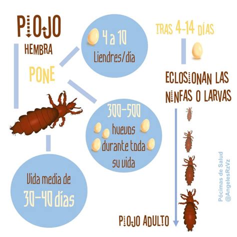 Curiosidades Sobre Los Piojos Pocimas De Salud