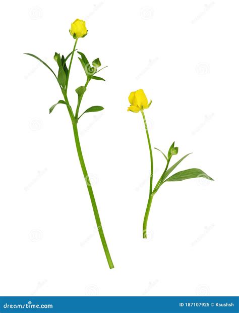 Yellow Wild Ranunculus Flowers and Leaves Stock Image - Image of beauty