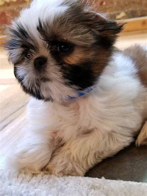 Adorable Shih Tzu Puppy 可愛いワンちゃん 可愛い ちゃん