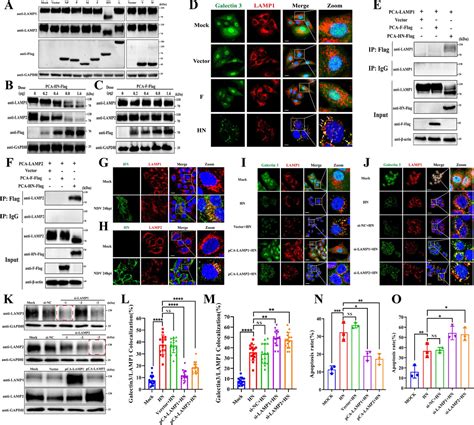 Plos Pathog 扬州大学刘秀梵院士团队揭示新城疫病毒hn蛋白促进肿瘤细胞凋亡的新机制 江苏省人兽共患病学重点实验室