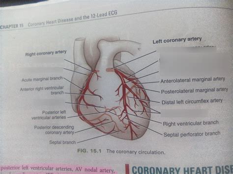 Coronary circulation Diagram | Quizlet