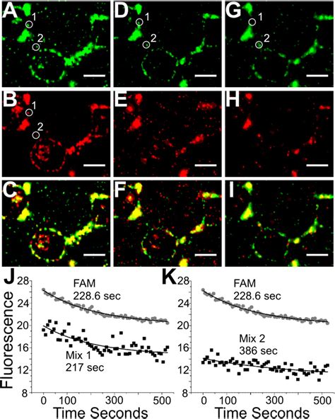 Figure From Two Distinct Conformations Of Abeta Aggregates On The