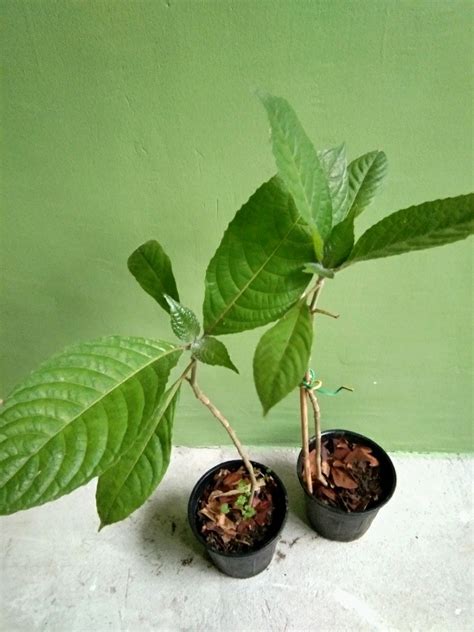 Madre de Agua Plant, Furniture & Home Living, Gardening, Plants & Seeds ...