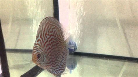 Giant Flora Discus Youtube