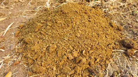 A Compost Pile Made from Cow Manure a Fertilizer for Planting in the ...