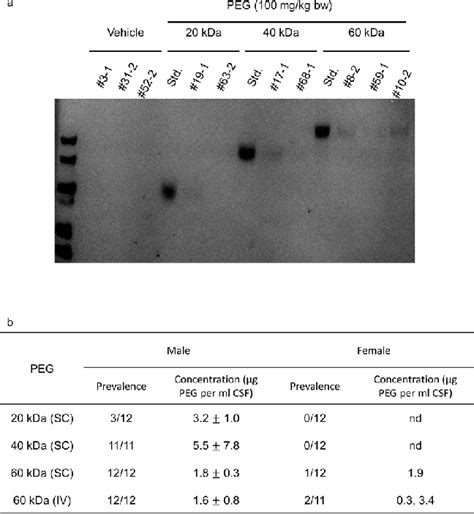 A Detection Of PEG In CSF Using SDS PAGE With Iodine Staining Assay