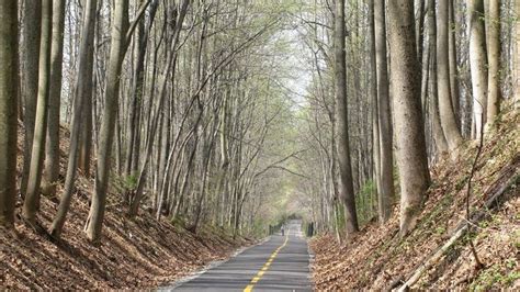 Virginias Tunnel Of Trees Is Positively Magical And You Need To Visit