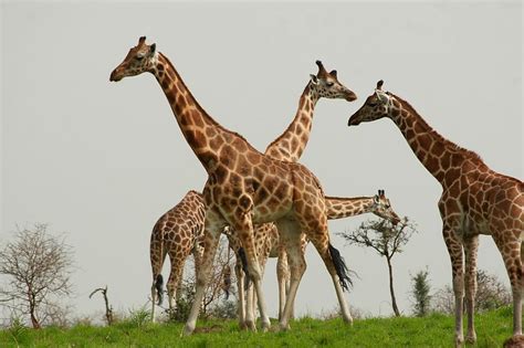 Murchison Falls National Park Uganda