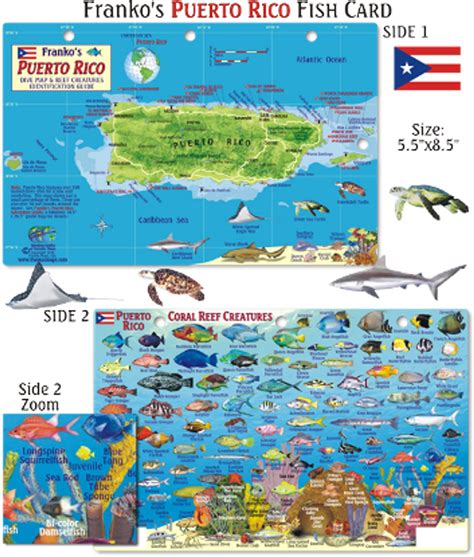 Puerto Rico - Fish Card| Scuba Gear Canada