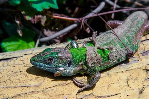 Molting The Method Animals Use To Replace Their Skin