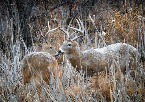 Guide to Pennsylvania Hunting Seasons 2024 | HuntWise