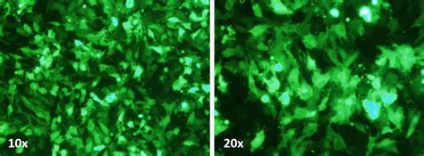 Sk Br 3 Cell Avalanche® Transfection Reagent Human Breast Carcinoma