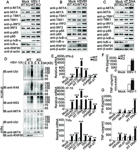 RNF90 Deficiency Promotes Exogenous Cytosolic DNA Triggered Innate