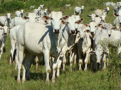 ALL ATACK O Ataque Certeiro Contra Carrapatos O Presente Rural