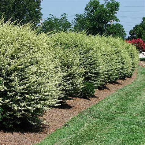 Chinese Privet Hedges For Sale