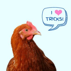 Novice Chicken Trick Trainer Challenge - Chicken Tricks 101