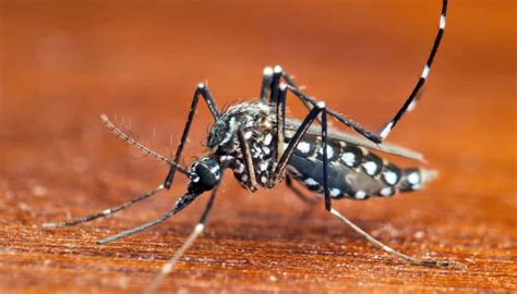 Mosquitoes Have A Suped Up Bizarre Sense Of Smell