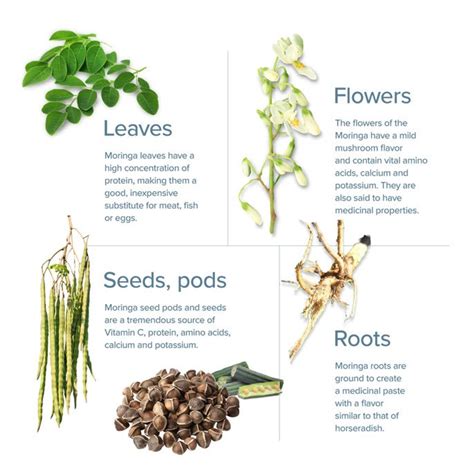 Health Benefits of Moringa - Frog Song Organics | Organic Farm ...