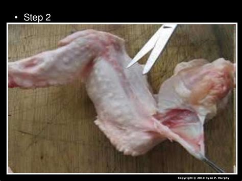 Chicken Leg Dissection Powerpoint Muscular System Skeletal System