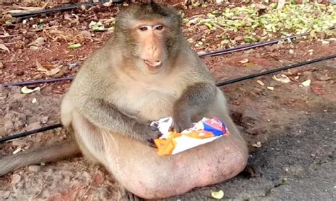 Extremely Overweight Monkey Rescued and Sent to Fat Camp in Thailand